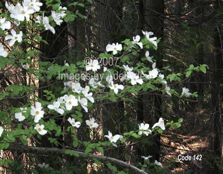 Dogwood Trees